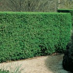 PITTOSPORUM GREEN PILLAR - Garden Express