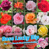 Lucky Dip Offer 3 Roses