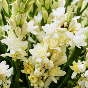 TUBEROSE - Garden Express