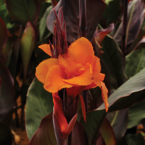 CANNA LILY WYOMING - Garden Express