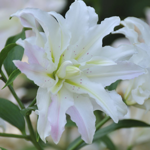 DOUBLE LILIUM - BLUSHING GIRL - Garden Express