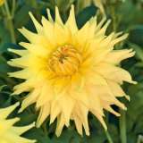 Dahlia Reg Kappler Fm 14260305pa 15 - Garden Express Australia