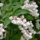 Deutzia Candidissima 15 St 203156314 - Garden Express Australia