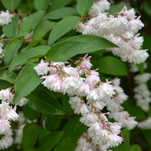 DEUTZIA CANDIDISSIMA - Garden Express