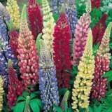 Russell Lupins