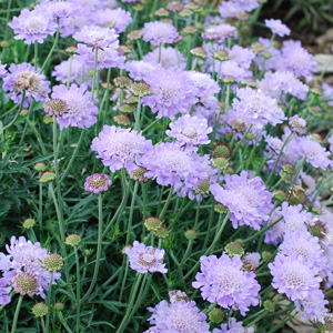 SCABIOSA MAUVE DELIGHT - Garden Express