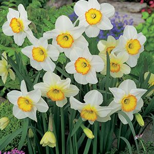 DAFFODIL FLOWER RECORD - Garden Express