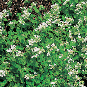 Catmint Snowflake