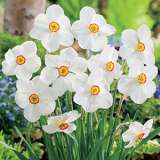 What’s The Difference Between Daffodils, Narcissus And Jonquils?
