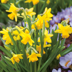 Daffodil Tete Tete 16 14137709paGrowing Daffodils in Pots
