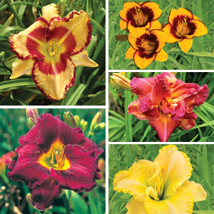 DAYLILY AUTUMN COLLECTION - Garden Express