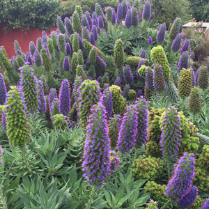 Echium Candicans