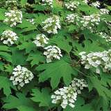 Hydrangea Snowflake - Garden Express Australia