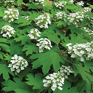 Hydrangea Snowflake