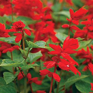 Salvia Splendens Van Houttei