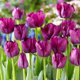 Tulip Triumph Collection-bold Colours