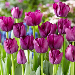 Tulip Triumph Collection-bold Colours