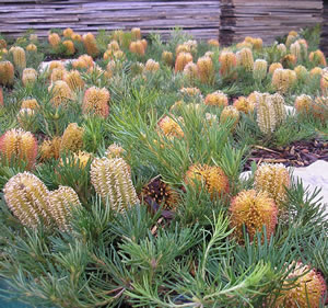 Banksia Birthday Candles