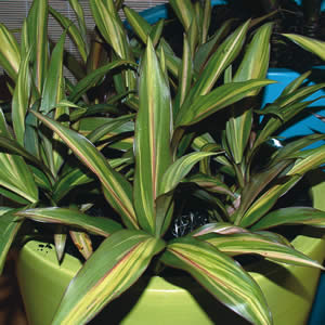 Cordyline Kiwi - Garden Express