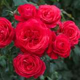 Rose Gift Of Friendship