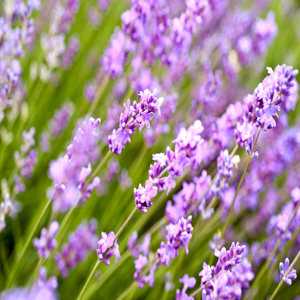 LAVENDER MISS KATHERINE - Garden Express