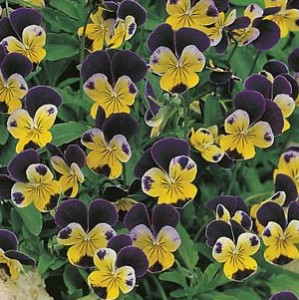 Seed   Heartsease Johnny Jump Up   Garden Express