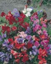 Seed - Sweet Pea Bijou Mixed - Garden Express