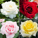 Cut Flower Rose Collection 4 Roses