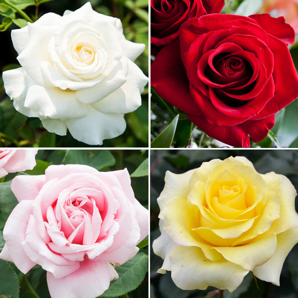 Cut Flower Rose Collection 4 Roses