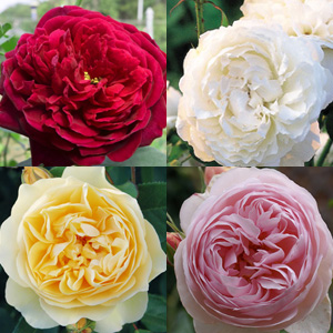 DAVID AUSTIN ROSE COLLECTION 4 ROSES - Garden Express