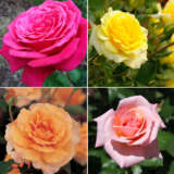 Fragrant Rose Collection 2 – 4 Roses