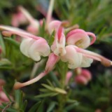 Grevillea Pink Pixie - Garden Express Australia