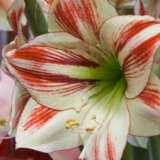 Hippeastrum Ambiance