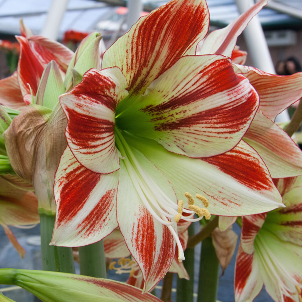 Hippeastrum Ambiance