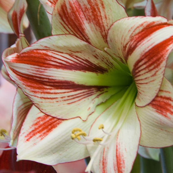 Hippeastrum Ambiance