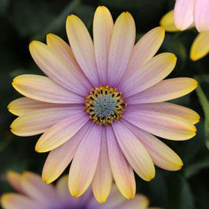 OSTEOSPERMUM ZION SHADOW LEMON - Garden Express