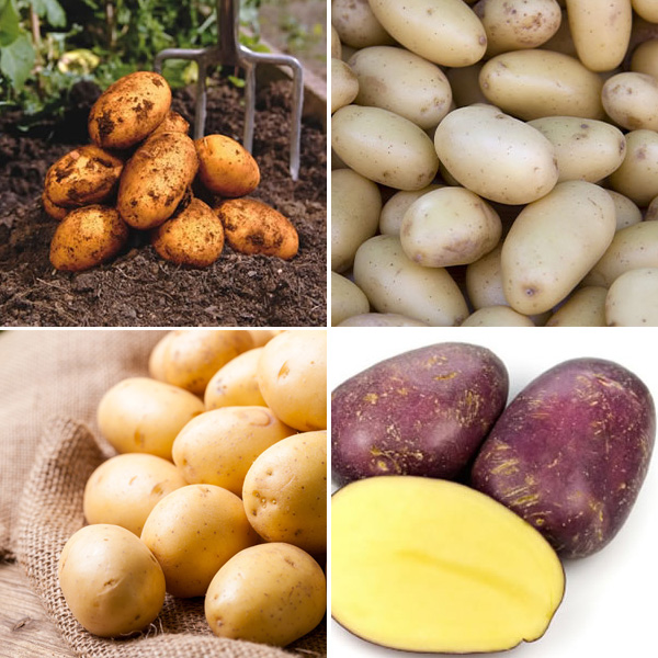 Seed Potato Winter Collection 1 - Garden Express