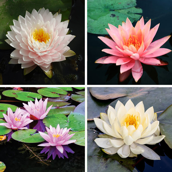 Water Lily Collection 4 Plants - Garden Express