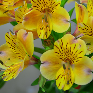 ALSTROEMERIA TALL BUTTERSCOTCH - Garden Express