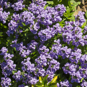 NEMESIA POETRY BLUE - Garden Express