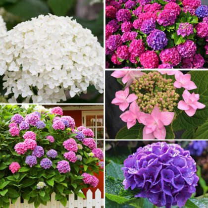 Hydrangea Collection - Garden Express