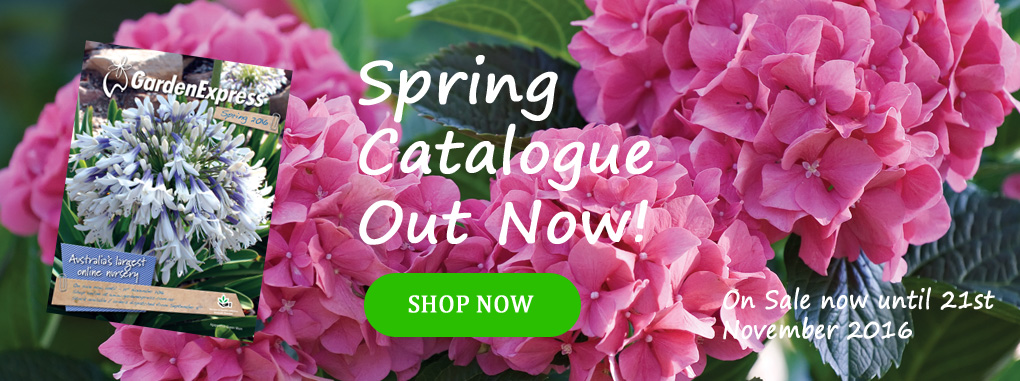 Australia's leading gardening supplier - Garden Express