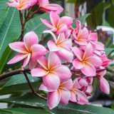 Frangipani Darwin Blood - Garden Express