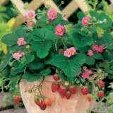 Pplstrrpi 2016 Strawberry Roman Pink 14103794pa - Garden Express Australia