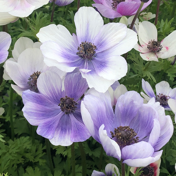 Anemone Poppy Bicolour