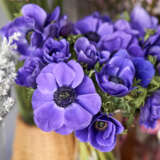 Anemone Poppy Blue Pkanepbl 2025 - Garden Express Australia