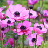 Anemone Poppy Pink Pkaneppi 2025 - Garden Express Australia