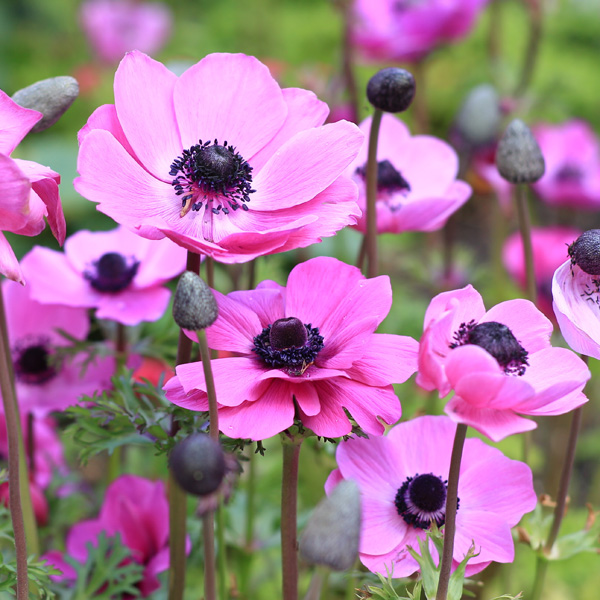 Anemone Poppy Blue