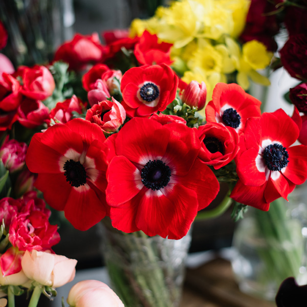 Anemone Poppy Red