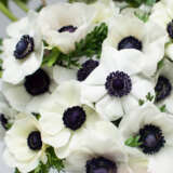 Anemone Poppy White Pkanewhi 2025 - Garden Express Australia